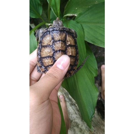 kura kura cst ( common snapping turtle )