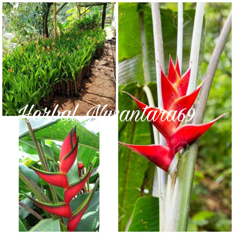 Promo tanaman hias pisang-pisangan bunga merah