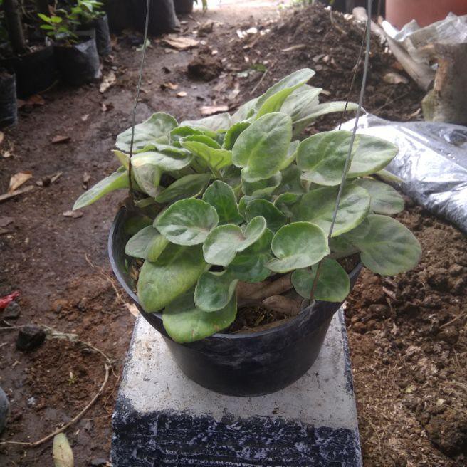 tanaman bunga hias pot gantung episcia / tanaman bunga gantung episcia / tanaman bunga hias beludru