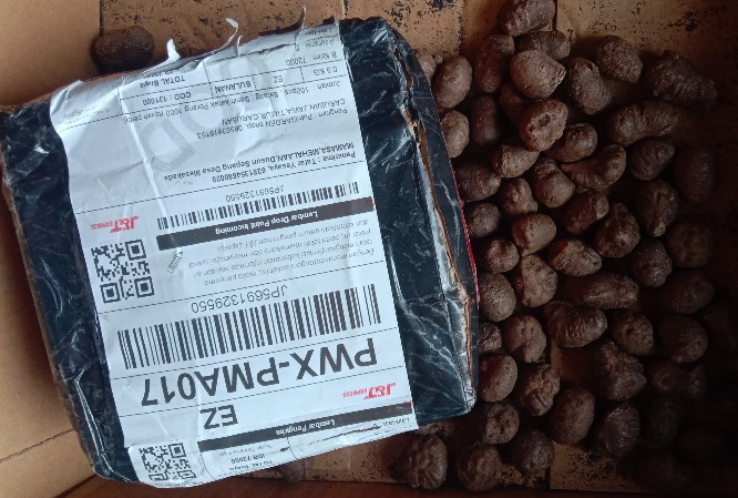 Benih Katak Porang 1000 Rupiah Perbiji