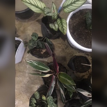 Calathea Levonero /kalatea Bibit Tanaman Hias Bunga