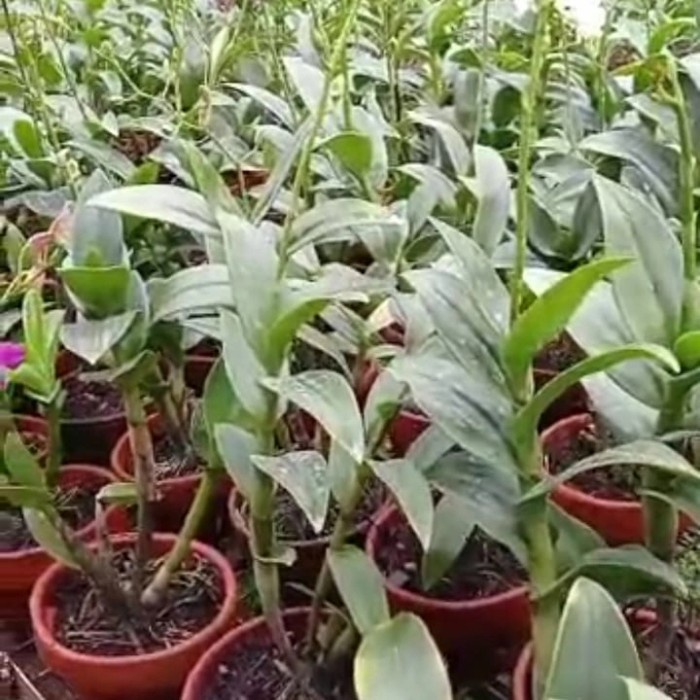 Anggrek Dendrobium Nopporn Gold 3 Lips