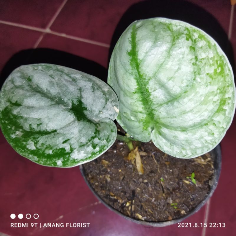 scindapsus scyndapsus mendung borneo tanaman hias