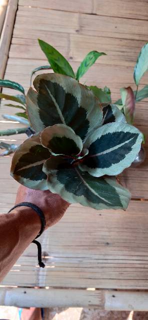 Calatea Cynthia, calatea Marion, tanaman calatea, tanaman calatea Cynthia