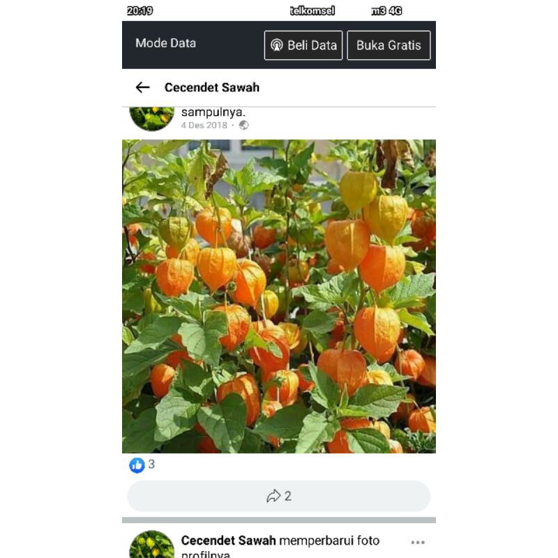 buah ciplukan /cecendet