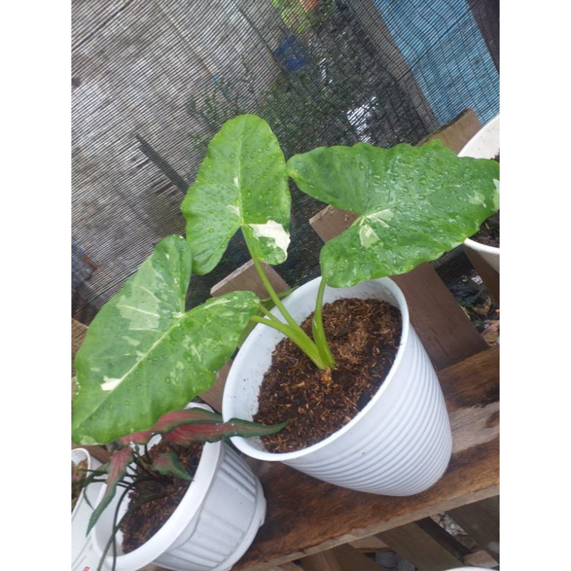 Caladium sente varigata