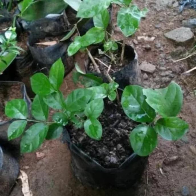 Rest0Ck Bibit Tanaman Bunga Melati Kampung Putih Wangi Harum/Hias Dan Herbal