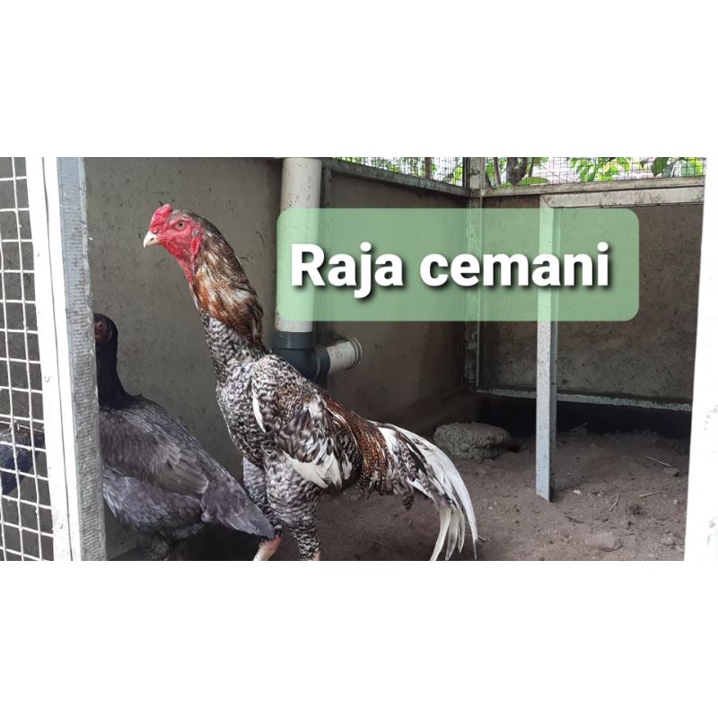 FGFG56846 TELUR TETAS AYAM SHAMO EROPA ORI 564568