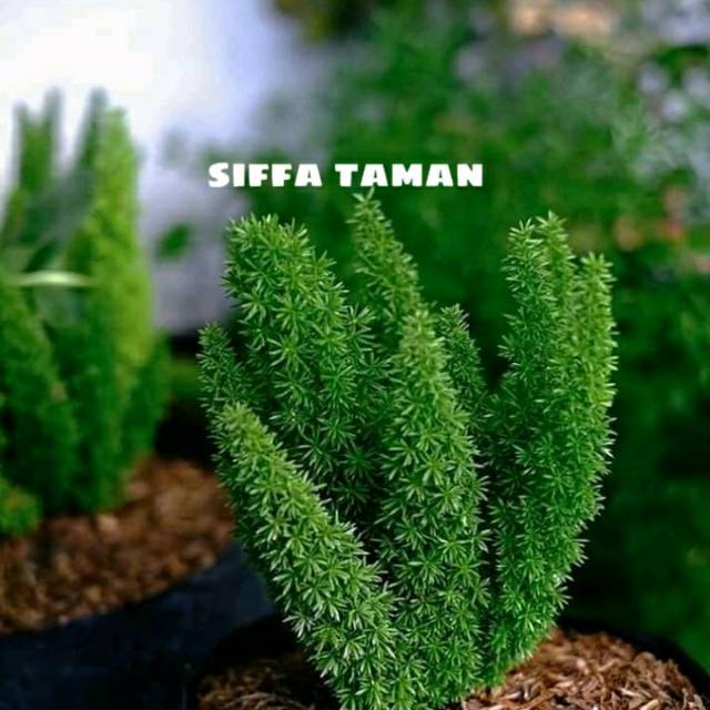 Tanaman hias ekor tupay.pohon ekor tupay