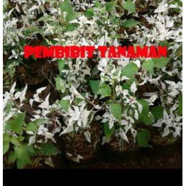 pohon salju, tanaman krokot salju