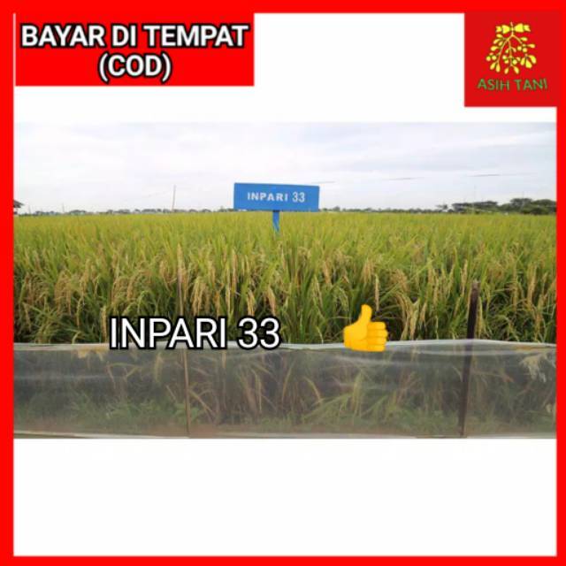 Benih Bibit Padi Unggul Inpari 33 Berkualitas