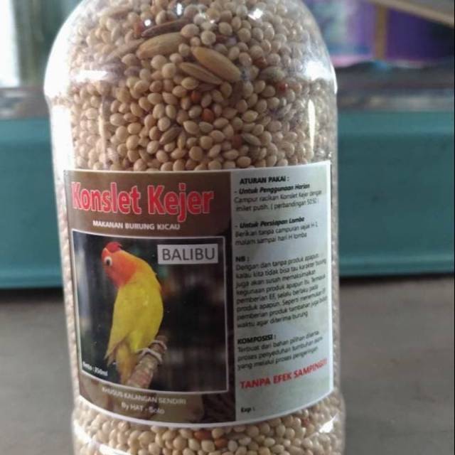 Pakan burung lovebird konslet kejer balibu buat lovebird paud
