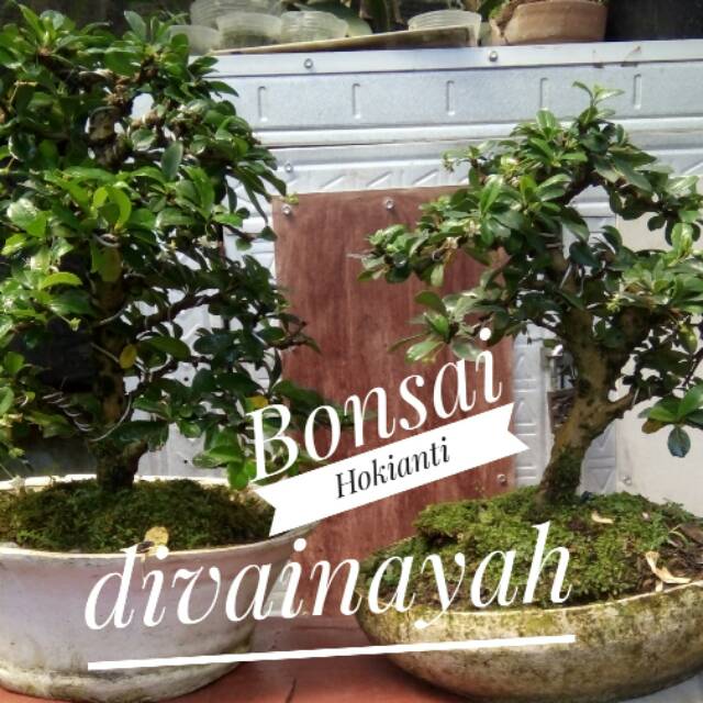 Tanaman hias bonsai Hokianti bunga
