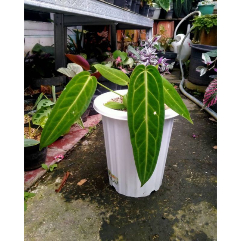 tanaman hias lidah gajah asli bonggol nya sudah bertunas gan stok ready 1000 gan beli 2 bonus tanama