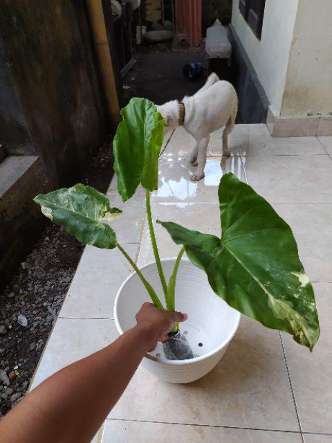 Tanaman Bunga Keladi Tikus Variegata