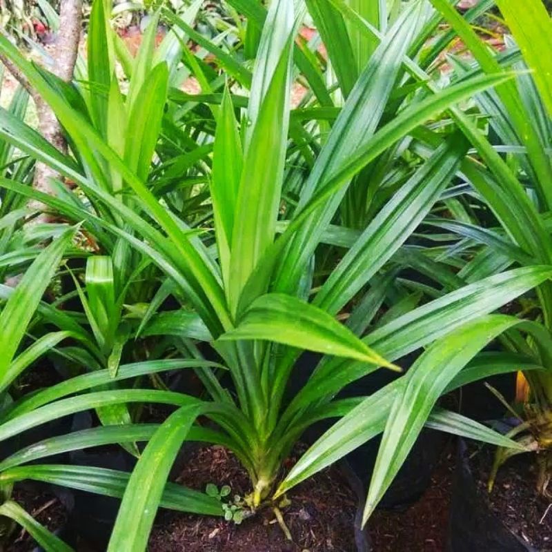 Tanaman Pandan, Tanaman sayur Pandan, pandan wangi