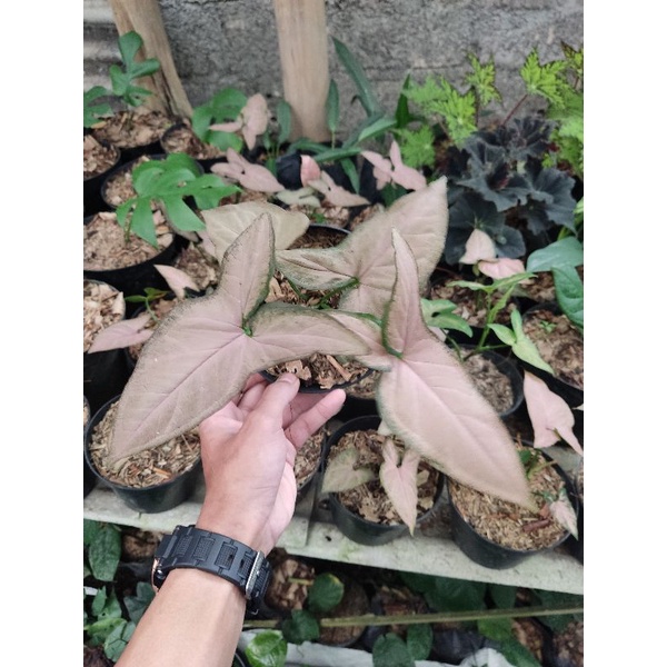 syngonium pink flacked
