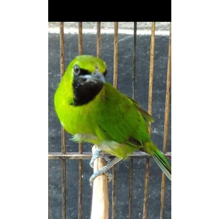 burung cucak ijo mini jantan rawatan