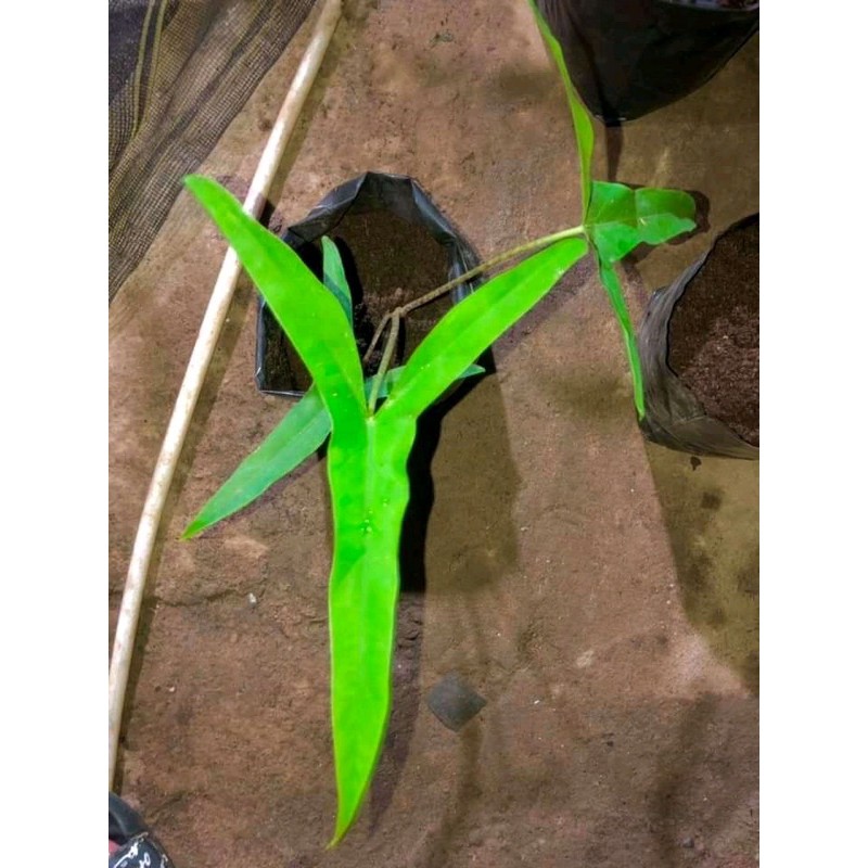 Alocasia sp sulawesi