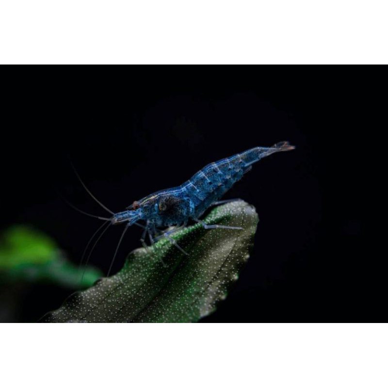 Udang hias blue diamond