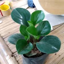 PROMO!! Tanaman Hias Green Paperomia Hijau Peperomia Teplan obtusifolia Tanama Bunga Hidup -kembang hidup asli-bunga hidup cantik cantik murah- BAKUL KEMBANG