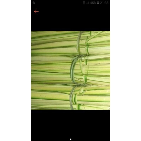 Daun kelapa muda 1 lembar untuk janur