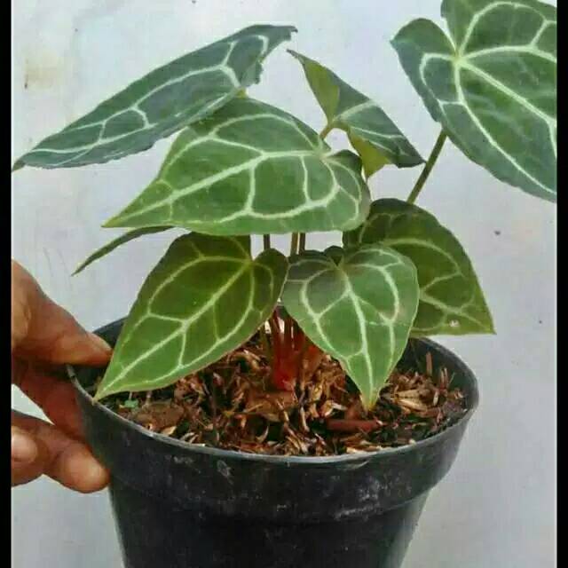 Tanaman hias kuping gajah/kuping gajah/tanaman kuping gajah alocasia