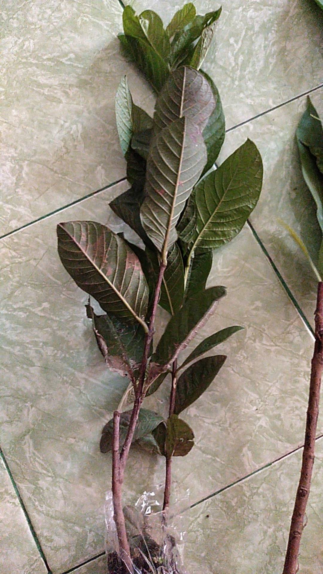 Bibit Jambu Kristal Siap Berbuah Dan Murah Banget