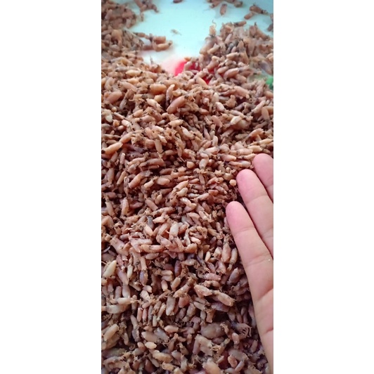 

Baby Cumi / Cumi Asin / Cumi Sotong 500 Gram Grade A+