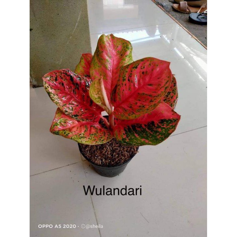 bunga aglonema Wulandari super