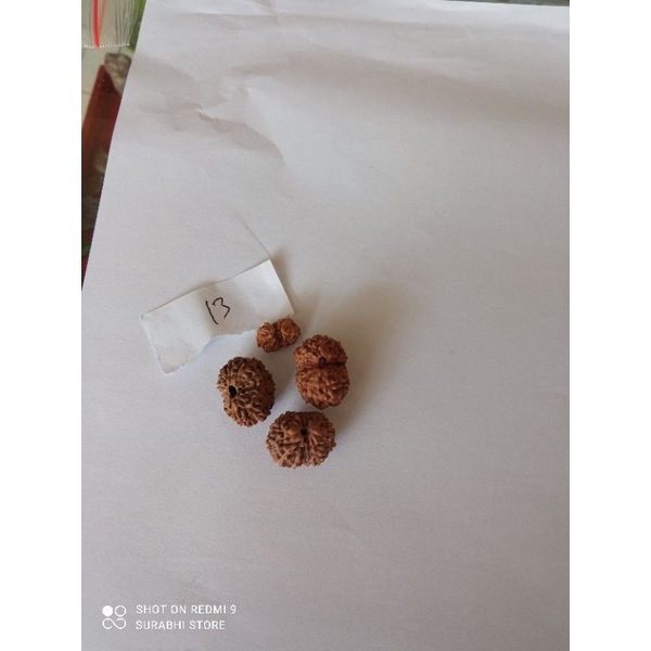 rudraksa mukhi 13 garis 13