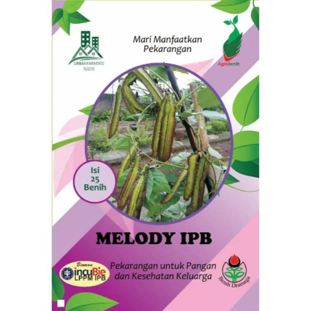 Benih Kecipir Lurik MELODY IPB