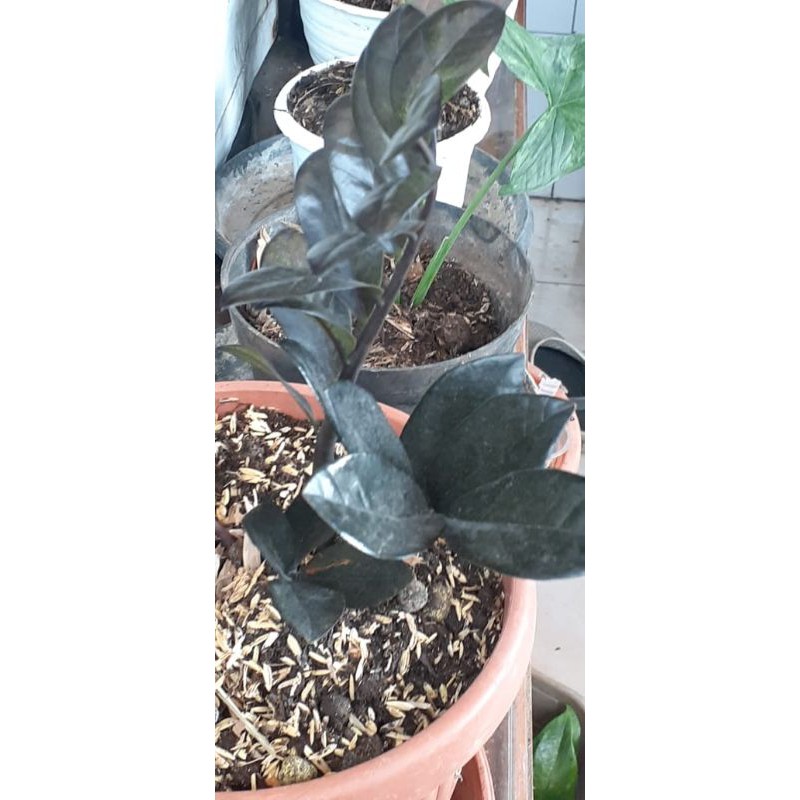zamia varigata hitam black raven