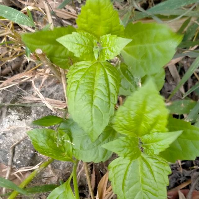 

Daun balakacida segar per 500 gram akar dan daun bunga, order baru petik cabut