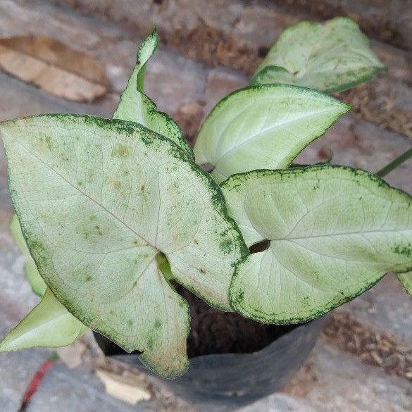 TANAMAN HIAS KELADI SYGONIUM WHITE//SYGONIUM PUTIH