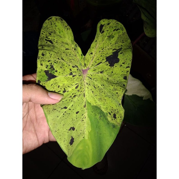Colocasia Mojito Original RS_COLOCASIA.ID