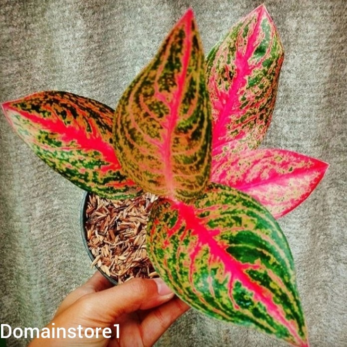Bonggol tanaman hias aglonema Widuri - Bonggol aglonema widuri