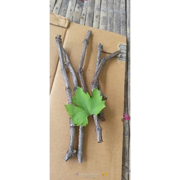 fres cutting anggur impor potongan 3-4 matun bisa riques pohon induk sdah berbuah