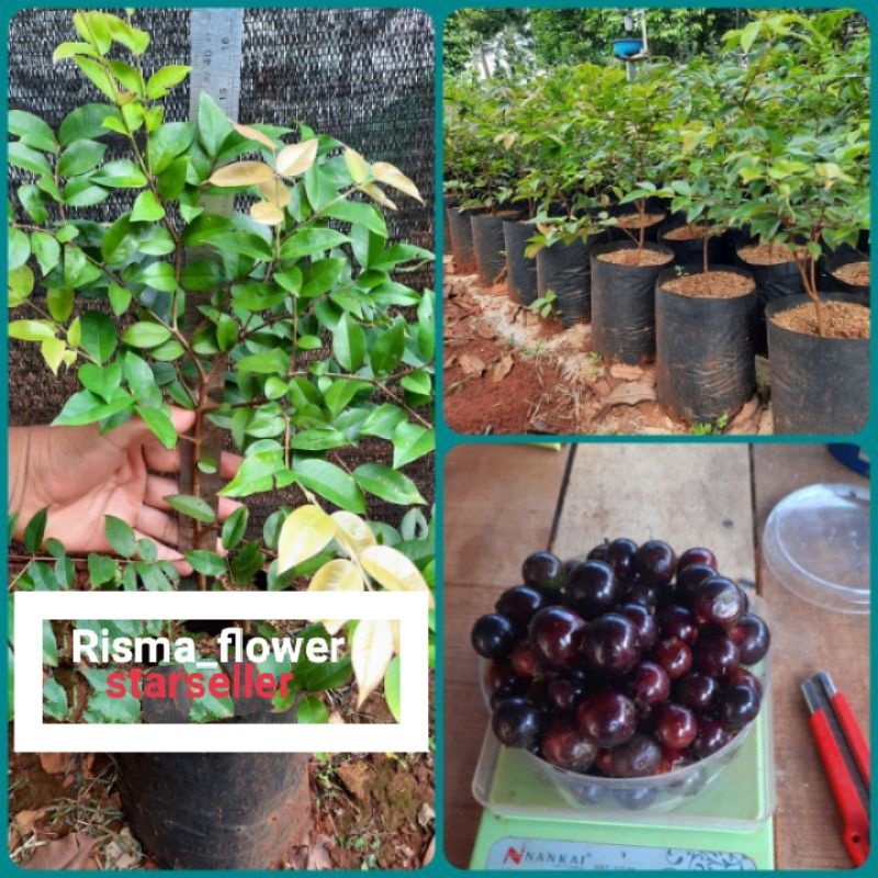 POHON ANGGUR BRAZIL / TANAMAN ANGGUR BRAZIL