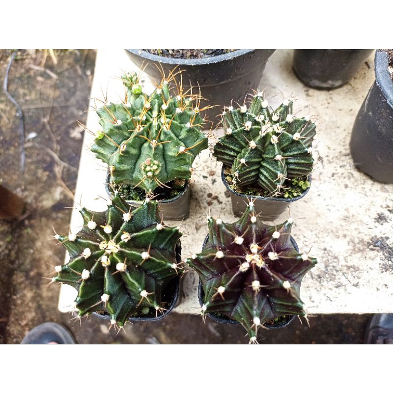 Kaktus Gymno Miha Hybrid (Kaktus Mini)