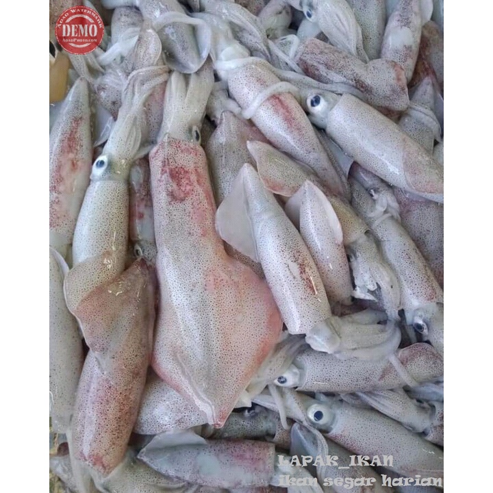 

Cumi Sero 1Kg Seafood SEGAR Dan BERGARANSI