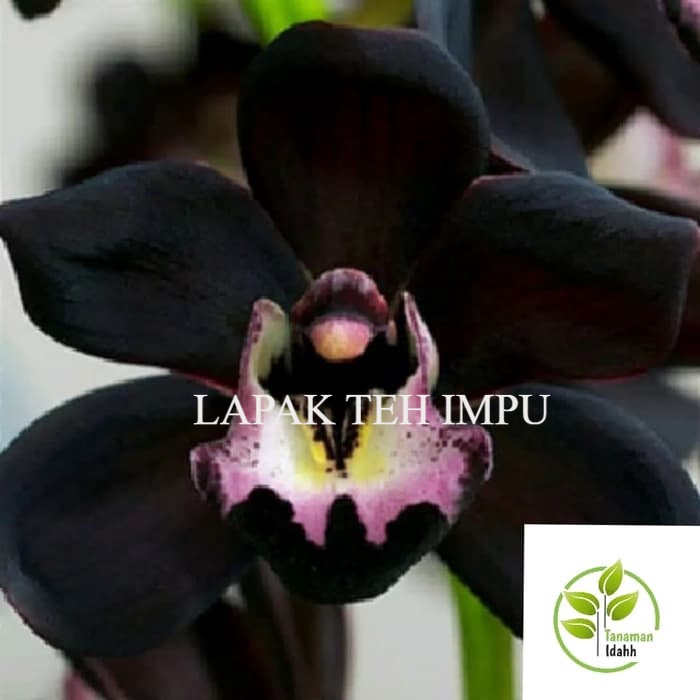 Bibit tanaman hias TanamaHias adenium Kamboja Hitam-adenium bunga tumpuk-obesum-kamboja jepang-kembo