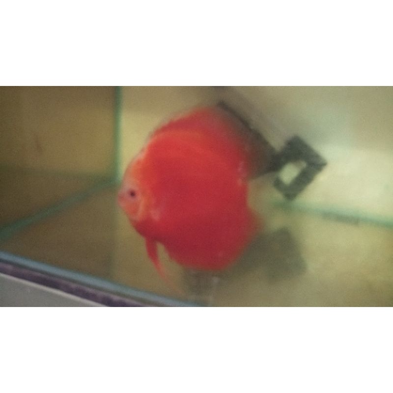 Ikan Discus Red valentine 4,5inc