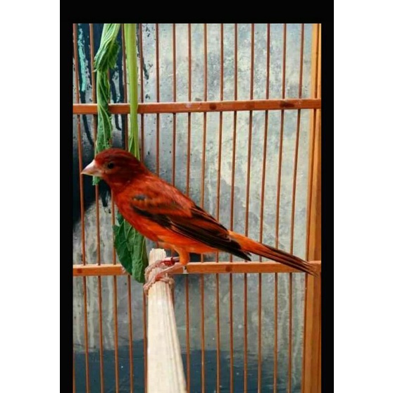 Burung Kenari Black Red Gacor/Burung Kenari BR gacor/Burung Kenari BR Jantan/Burung Kenari BR