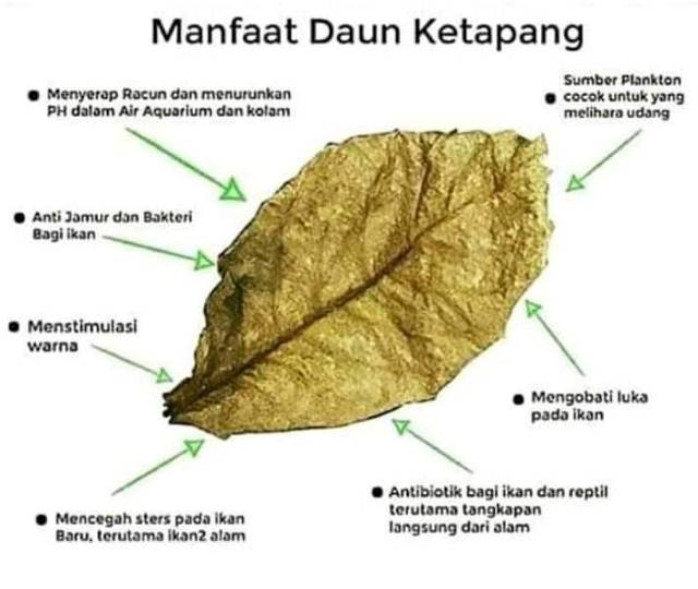 Daun Ketapang Ikan Cupang Shopee Indonesia