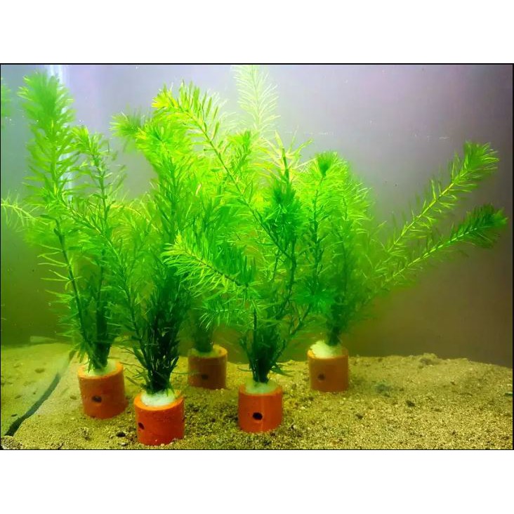 Jual Tumbuhan tanaman pot Pohon Aquascape / Aquarium Hydrilla