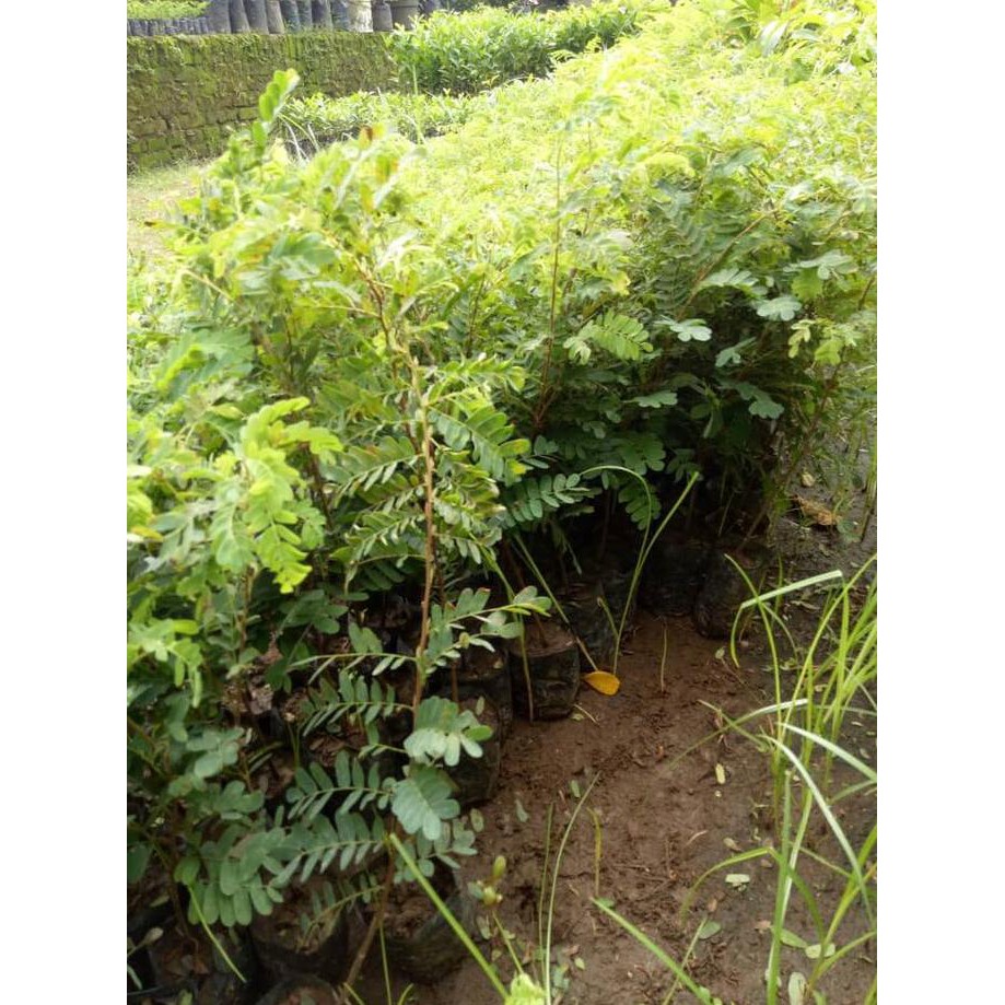 Benih Jual Bibit Buah Tanaman Pohon Asem Asam Jawa $_$