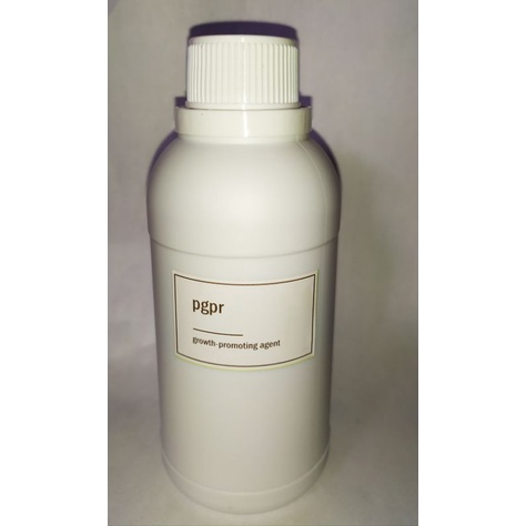 PGPR Pupuk Organik Pemacu Pertumbuhan