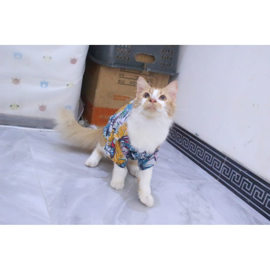 [Bahan adem] baju pantai kuning lucu untuk kucing dan anjing / baju kucing murah size S M L XL