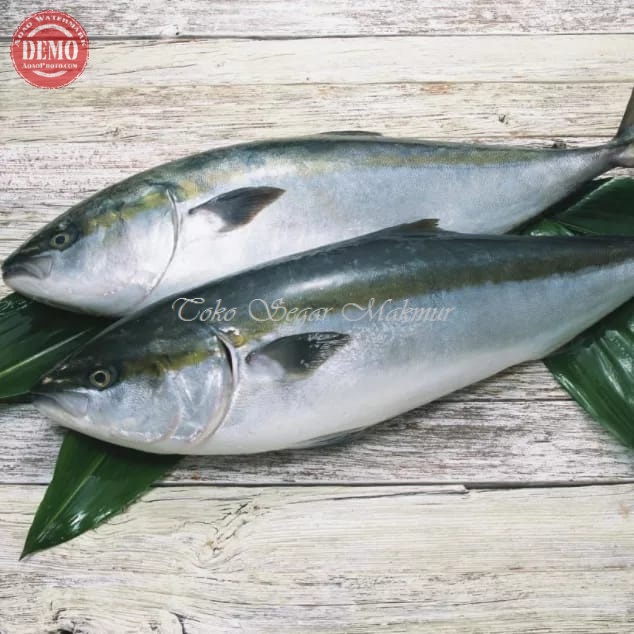 Ikan Salem Salmon Lokal Ikan Laut Segar 1Kg